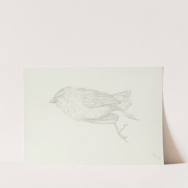 Dead bird by Carl Anton Reichel