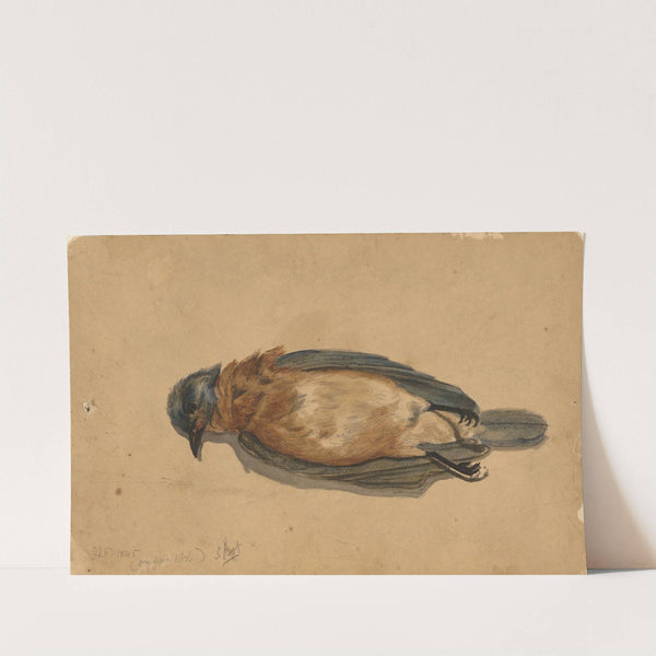 Dead Bird by John La Farge