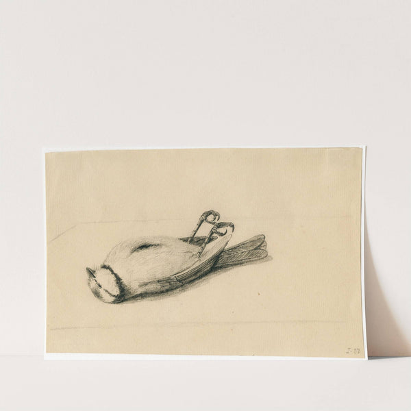 Dead bluetit on his back by Floris Verster