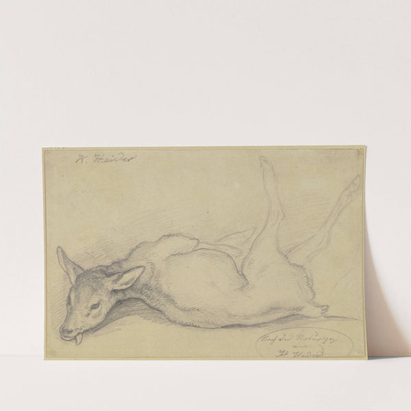 Dead deer by Karl Haider