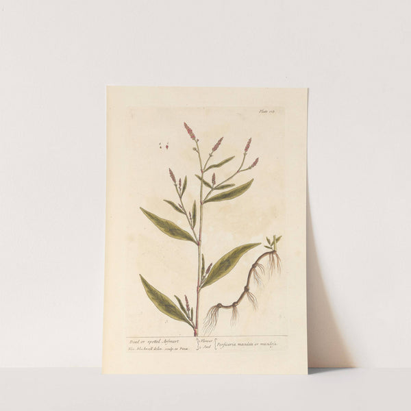 Dead or spotted arsmart (1739) by Elizabeth Blackwell