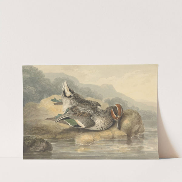 Dead Teal by Samuel Howitt