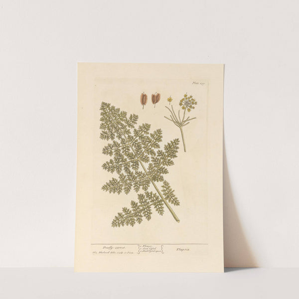 Deadly carrot (1739) by Elizabeth Blackwell