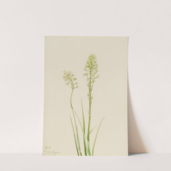 Death Camas (Zygadenus venenosus) (1923) by Mary Vaux Walcott