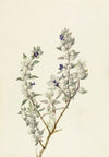 Death Valley Sage (Salvia funerea) (ca. early 1930s)