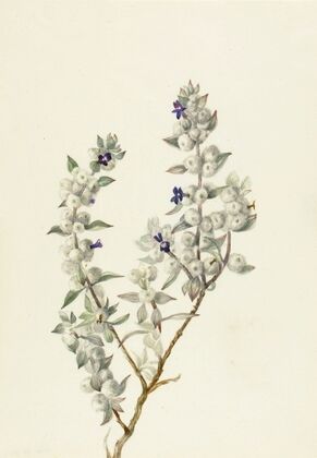 Death Valley Sage (Salvia funerea) (ca. early 1930s)