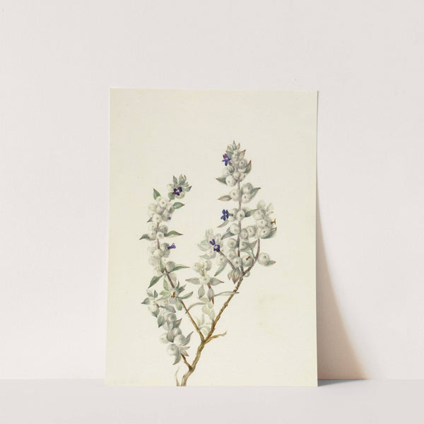 Death Valley Sage (Salvia funerea) (ca. early 1930s) by Mary Vaux Walcott