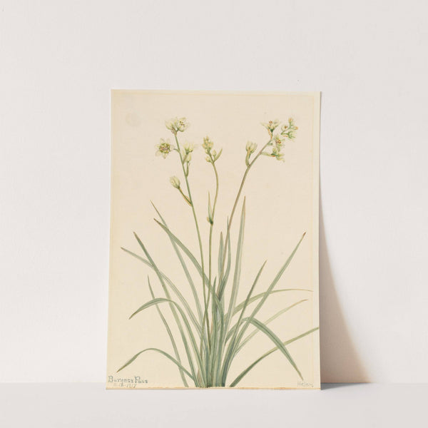 Deathcamas (Zygadenus elegans) (1917) by Mary Vaux Walcott