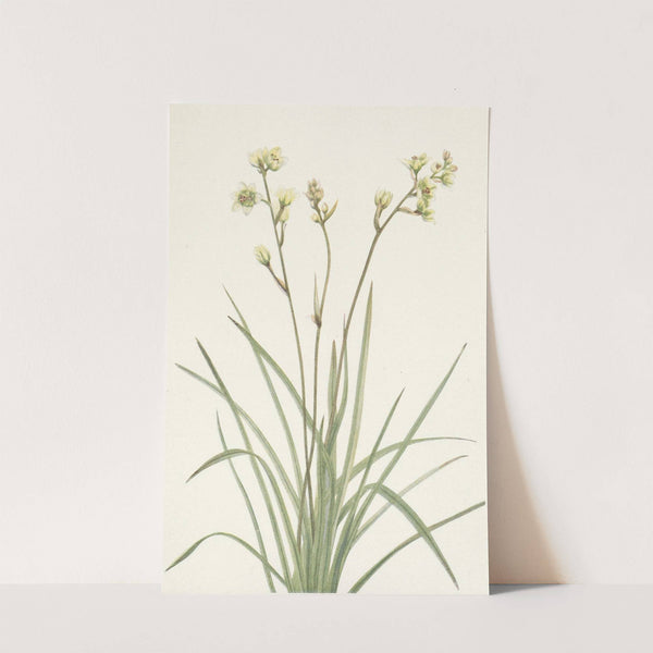 Deathcamas. Zygadenus elegans (1925) by Mary Vaux Walcott