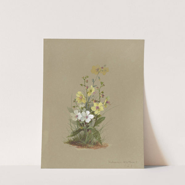 Deborah Griscom Passmore watercolor album Pl.41 (1911) by Deborah Griscom Passmore