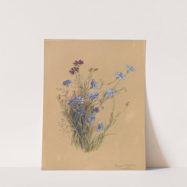 Deborah Griscom Passmore watercolor album Pl.56 (1911) by Deborah Griscom Passmore