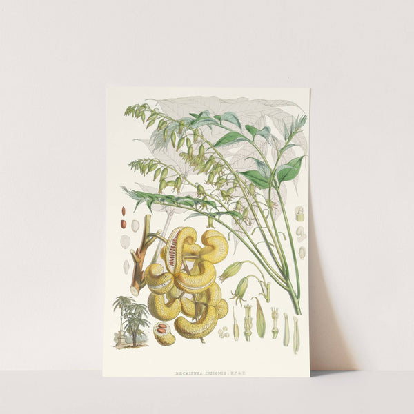 Decaisnea Insignis, H.f. et T. (1855) by Walter Hood Fitch