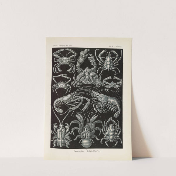 Decapoda. - Behnfukkreble by Ernst Haeckel