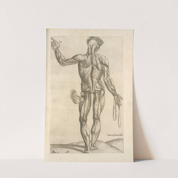 Decima musculorum tabula by Thomas Geminus