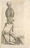 Decima quarta musculorum tabula