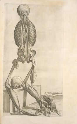 Decima quarta musculorum tabula