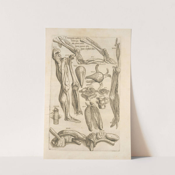 Decima quinta musculorum tabula quae preterea continet figuras by Thomas Geminus