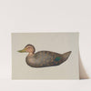 Decoy Duck by Harriette Gale