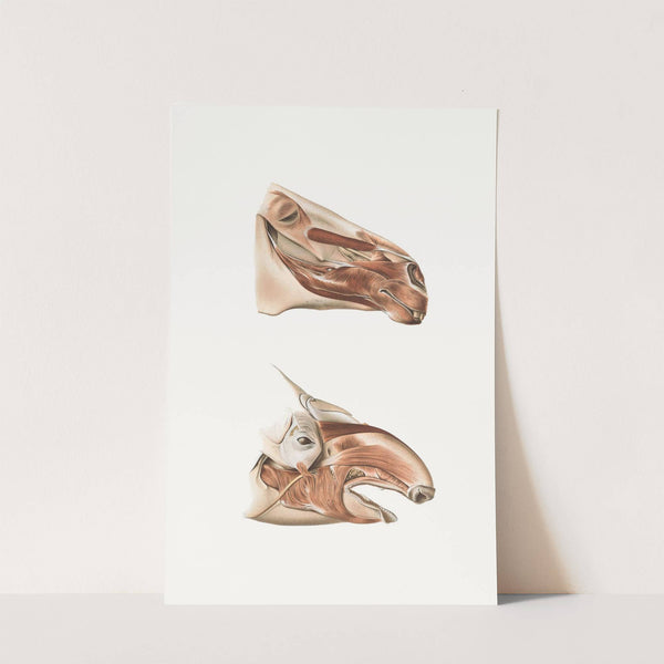 Deeper Facial Muscles Of Horse And Tapir by Johan Erik Vesti Boas