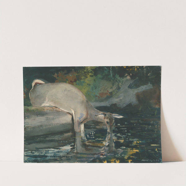 Deer Drinking by Winslow Homer