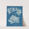 Delesseria alata by Anna Atkins