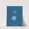Delesseria ruscifolia by Anna Atkins