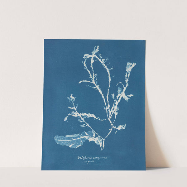 Delesseria sanguinea in fruit by Anna Atkins
