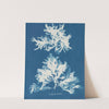 Delesseria sinuosa by Anna Atkins