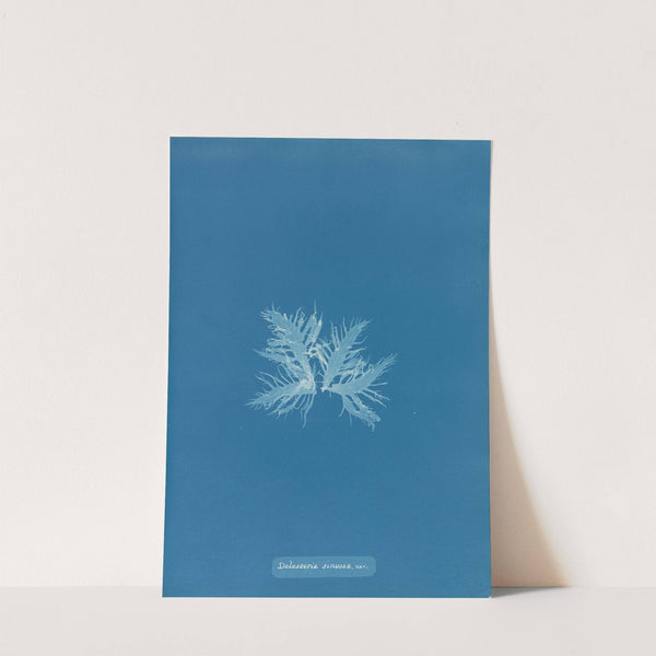 Delesseria sinuosa, var. by Anna Atkins