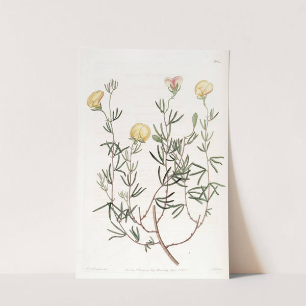 Delicate Gompholobium by Sydenham Edwards