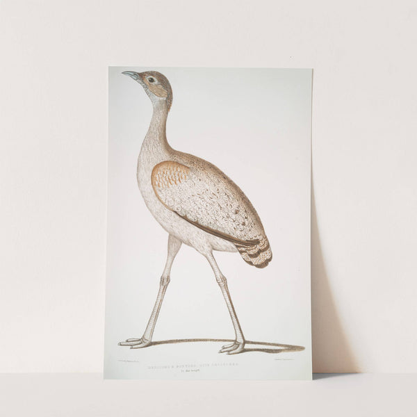 Delicious Bustard, Otis deliciosa. Female. by John Edward Gray