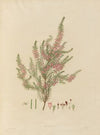 Delineations of exotick plants cultivated in the Royal gardens at Kew Pl.01