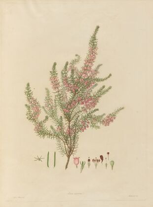 Delineations of exotick plants cultivated in the Royal gardens at Kew Pl.01