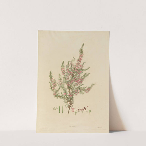 Delineations of exotick plants cultivated in the Royal gardens at Kew Pl.01 by Franz Andreas Bauer