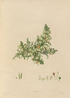 Delineations of exotick plants cultivated in the Royal gardens at Kew Pl.02