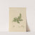Delineations of exotick plants cultivated in the Royal gardens at Kew Pl.02 by Franz Andreas Bauer