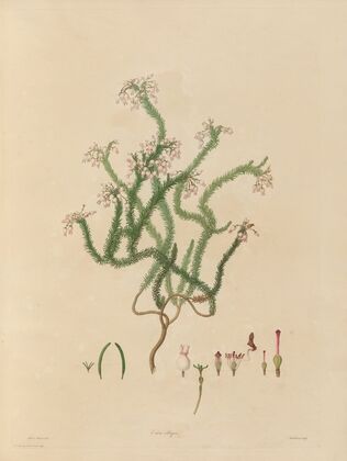 Delineations of exotick plants cultivated in the Royal gardens at Kew Pl.03