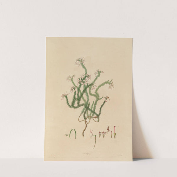 Delineations of exotick plants cultivated in the Royal gardens at Kew Pl.03 by Franz Andreas Bauer