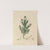 Delineations of exotick plants cultivated in the Royal gardens at Kew Pl.04 by Franz Andreas Bauer