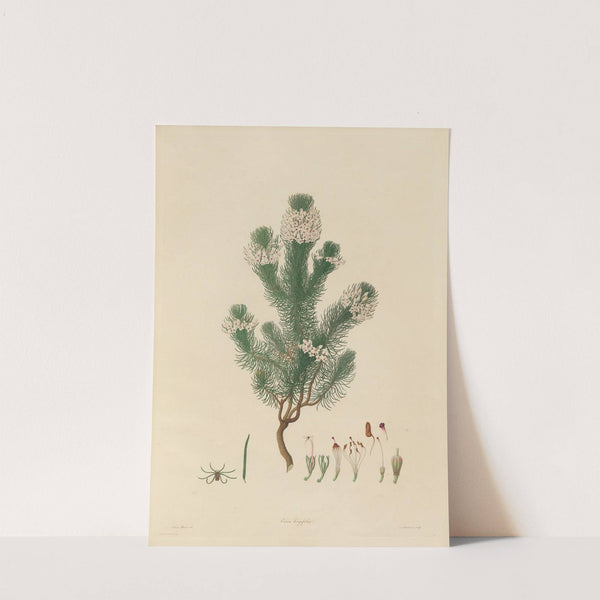 Delineations of exotick plants cultivated in the Royal gardens at Kew Pl.04 by Franz Andreas Bauer