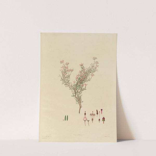 Delineations of exotick plants cultivated in the Royal gardens at Kew Pl.05 by Franz Andreas Bauer