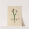 Delineations of exotick plants cultivated in the Royal gardens at Kew Pl.06 by Franz Andreas Bauer