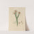 Delineations of exotick plants cultivated in the Royal gardens at Kew Pl.06 by Franz Andreas Bauer