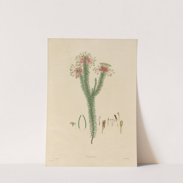 Delineations of exotick plants cultivated in the Royal gardens at Kew Pl.06 by Franz Andreas Bauer