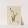 Delineations of exotick plants cultivated in the Royal gardens at Kew Pl.07 by Franz Andreas Bauer