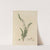 Delineations of exotick plants cultivated in the Royal gardens at Kew Pl.07 by Franz Andreas Bauer