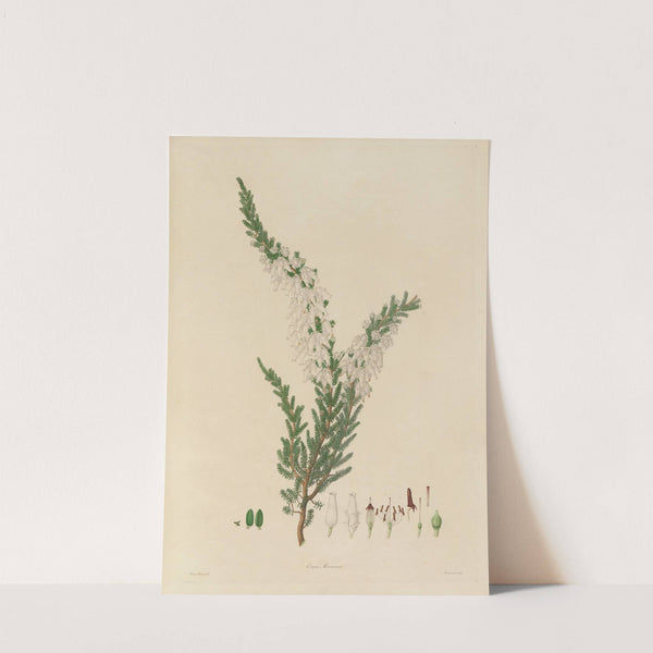 Delineations of exotick plants cultivated in the Royal gardens at Kew Pl.07 by Franz Andreas Bauer