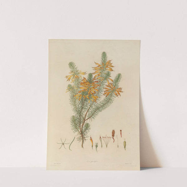 Delineations of exotick plants cultivated in the Royal gardens at Kew Pl.08 by Franz Andreas Bauer