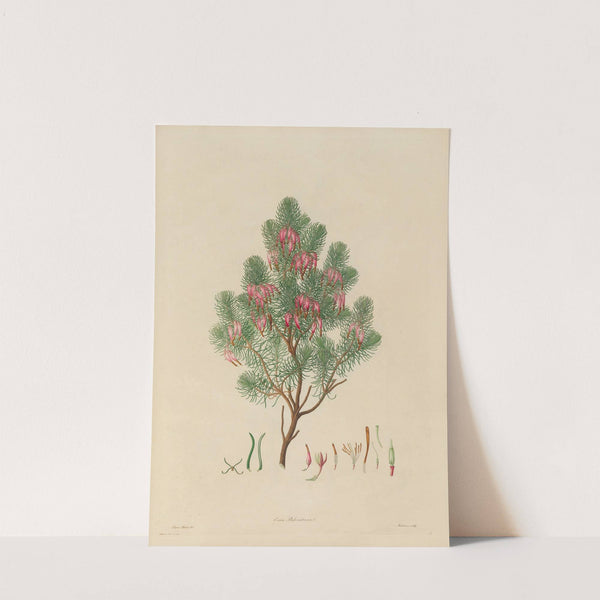 Delineations of exotick plants cultivated in the Royal gardens at Kew Pl.09 by Franz Andreas Bauer