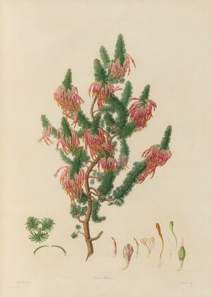 Delineations of exotick plants cultivated in the Royal gardens at Kew Pl.10